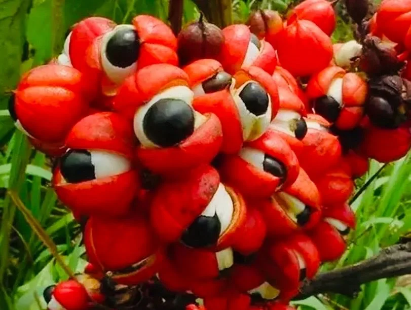 Guarana & Kakao 250gr görsel 3